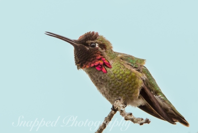 Hummingbird-8
