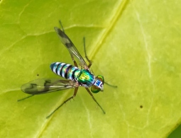 Colourful Fly