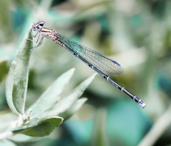 Being studied by a Damselfly